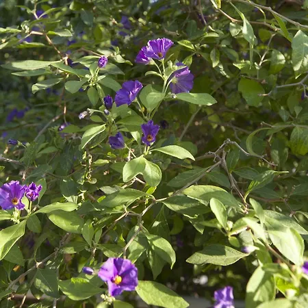 B&B Lapida Garden Lapithos (Northern Cyprus)