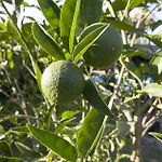 Lapida Garden 3*