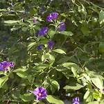 Bed and Breakfast Lapida Garden Λάπηθος