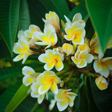 Lapida Garden Oda ve Kahvaltı 3*