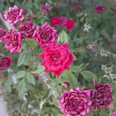 Lapida Garden Bed & Breakfast