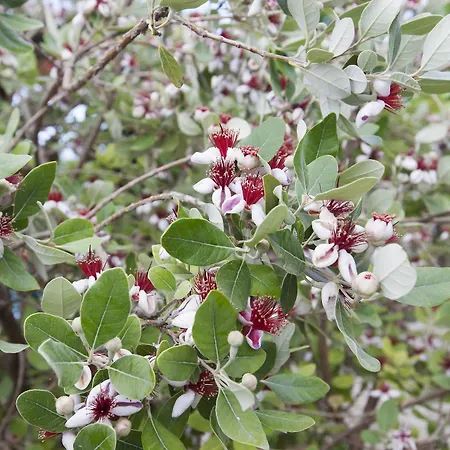 Lapida Garden 3* Lapithos (Northern Cyprus)