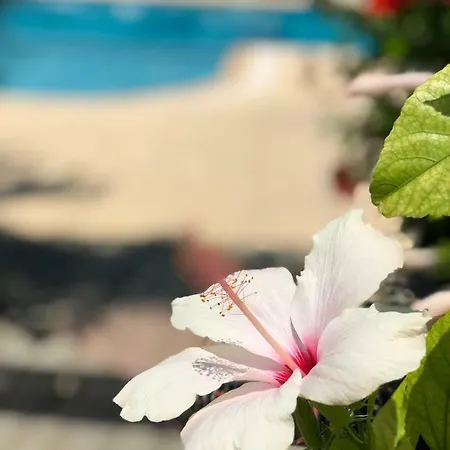 Lapida Garden