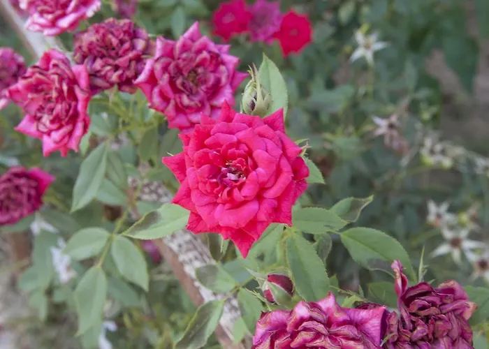 Lapida Garden Bed and breakfast