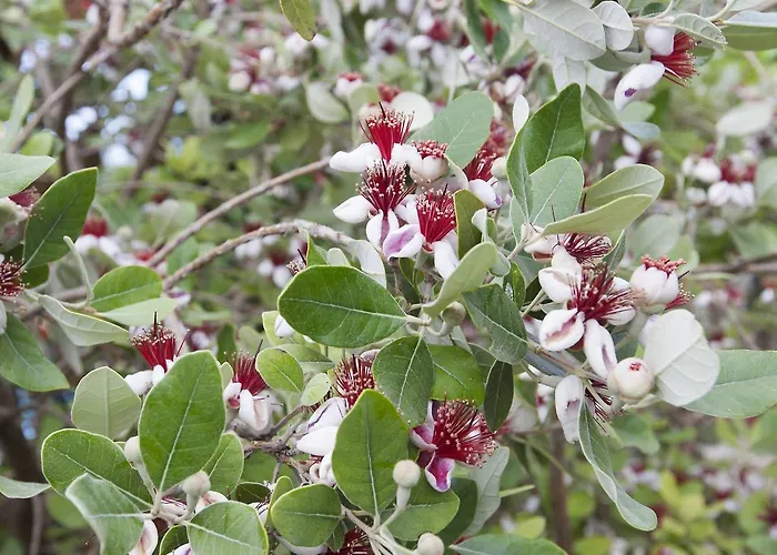 Lapida Garden 3* Lapithos (Northern Cyprus)