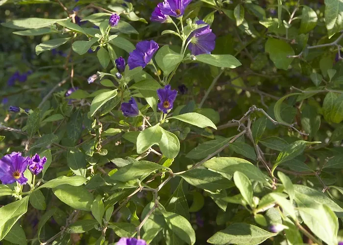 Panzió Lapida Garden Lápithosz